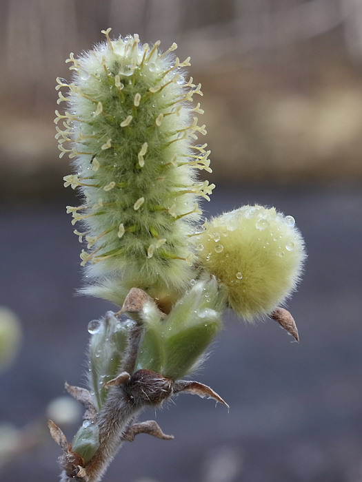 Image of Salix lanata specimen.