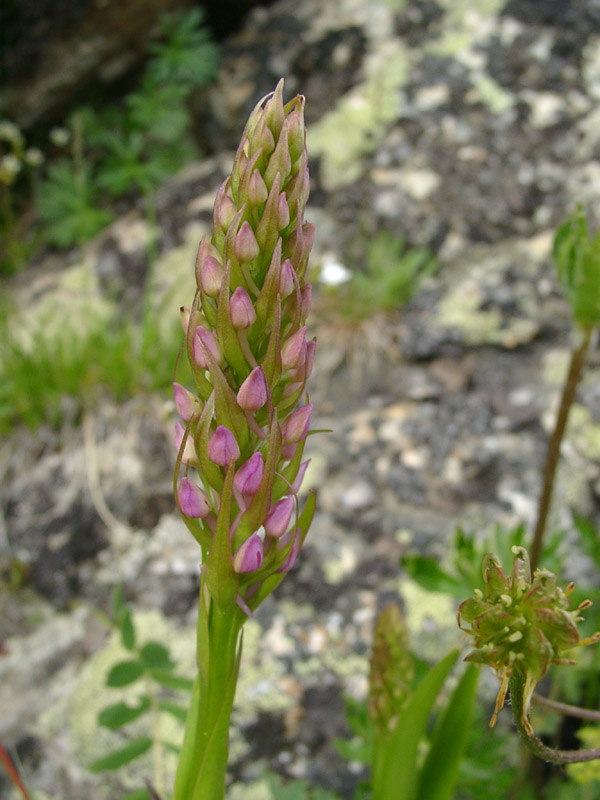 Изображение особи Gymnadenia conopsea.