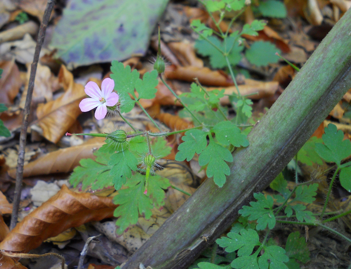 Image of Geranium robertianum specimen.