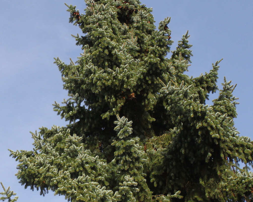 Image of Picea omorika specimen.