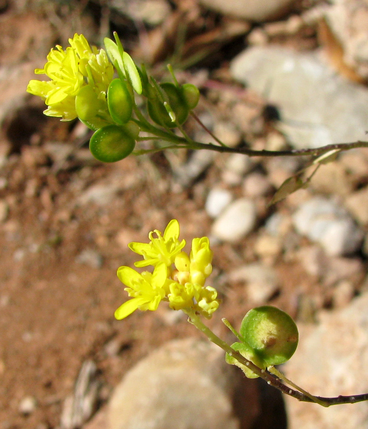 Image of Biscutella laevigata specimen.