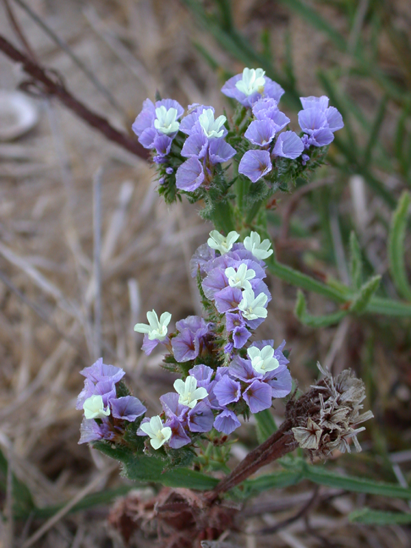 Image of Limonium sinuatum specimen.