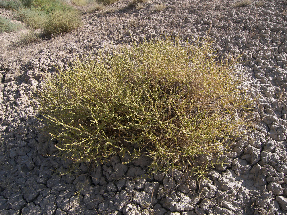 Изображение особи Salsola dendroides.