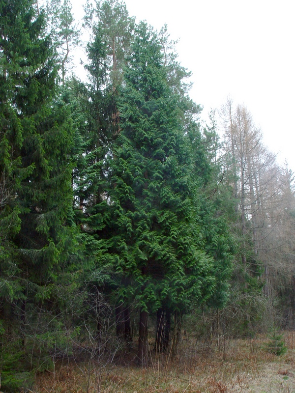 Image of Thuja plicata specimen.