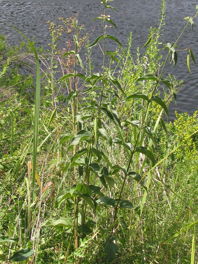 Image of Vincetoxicum hirundinaria specimen.