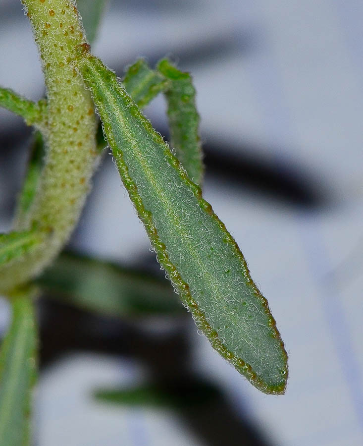 Image of Haplophyllum tuberculatum specimen.