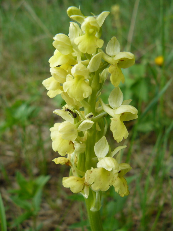 Image of Orchis pallens specimen.