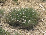 Astragalus ucrainicus