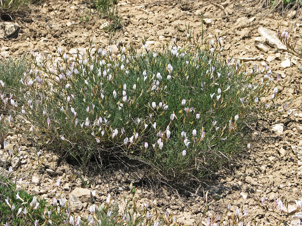 Image of Astragalus ucrainicus specimen.