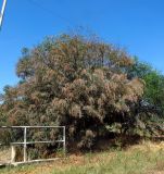 Acacia saligna. Плодоносящее дерево. Израиль, Шарон, г. Герцлия, рудеральное местообитание. 23.05.2013.