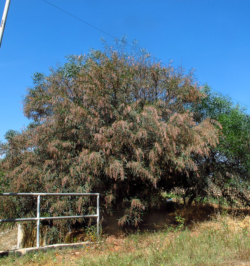 Image of Acacia saligna specimen.