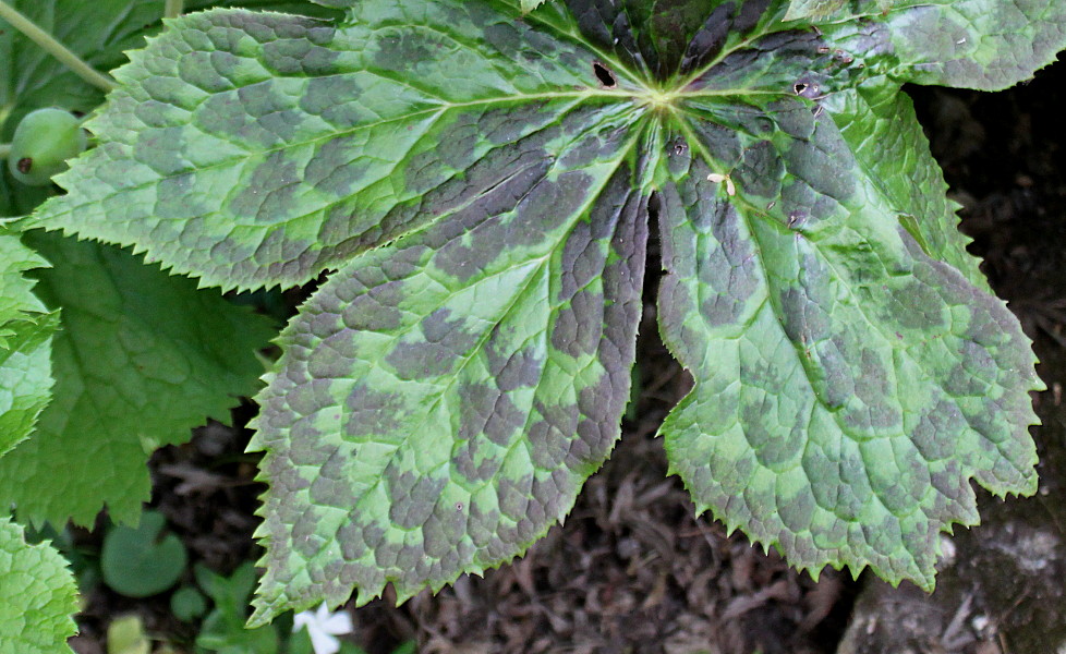 Изображение особи Sinopodophyllum hexandrum.