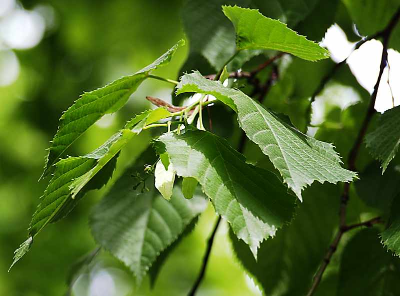 Изображение особи Tilia &times; europaea.