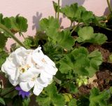 Pelargonium hortorum. Соцветия и листья. Германия, г. Krefeld, Ботанический сад. 08.06.2013.