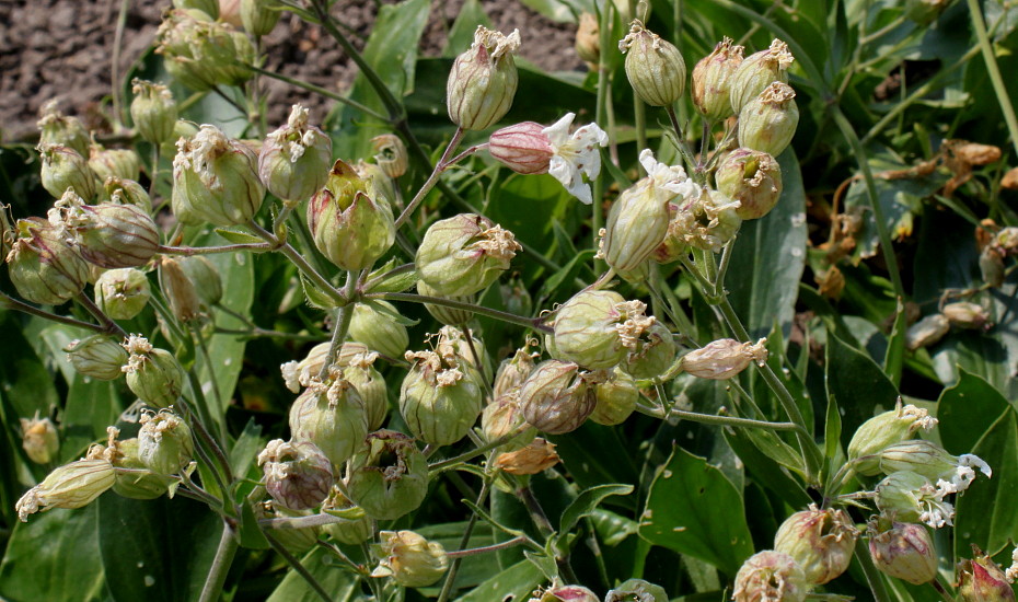 Image of Silene zawadzkii specimen.