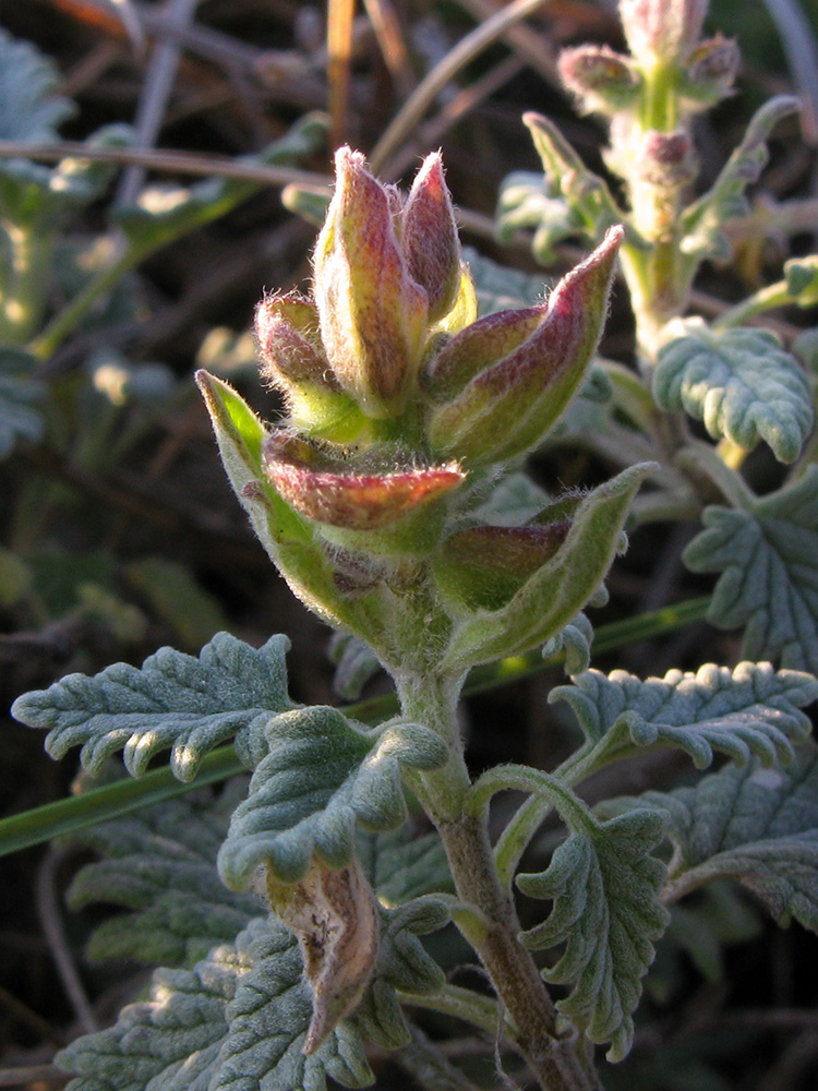 Image of Scutellaria novorossica specimen.