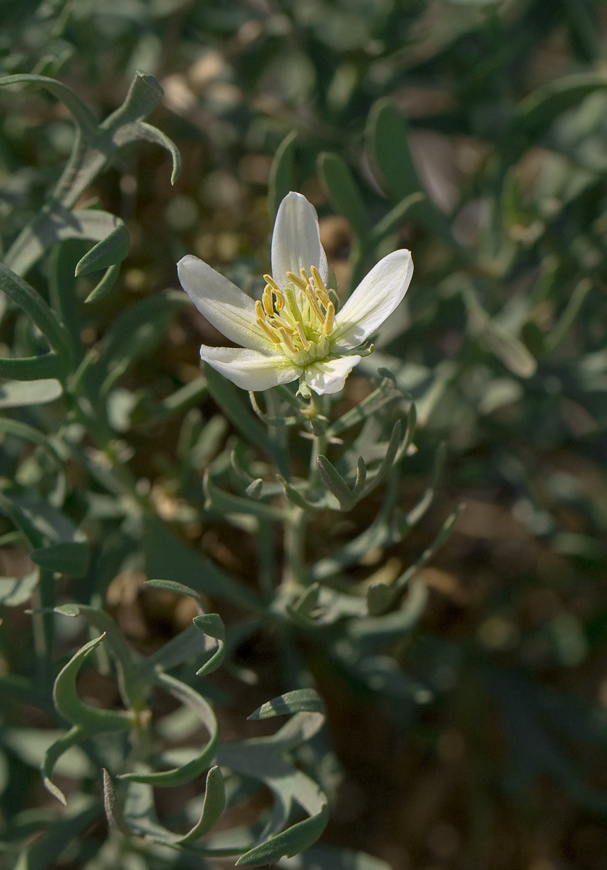 Image of Peganum harmala specimen.