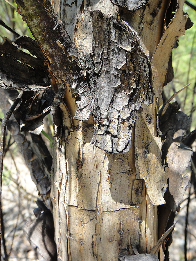 Image of Chosenia arbutifolia specimen.