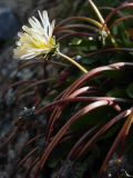 genus Taraxacum