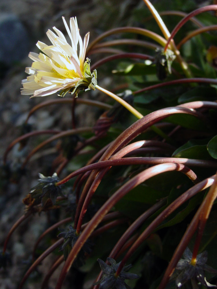 Image of genus Taraxacum specimen.