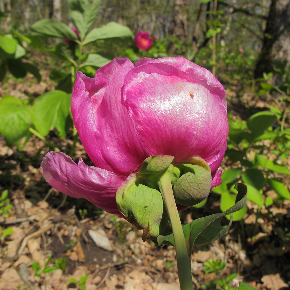 Image of Paeonia caucasica specimen.