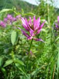 Astragalus onobrychis. Соцветие. Ставропольский край, г. Кисловодск, парк, хорошо освещённый склон горы, высота около 1100 м н.у.м. (43°53′40,1″ с.ш., 42°45′31,07″ в.д.). 30.05.2014.