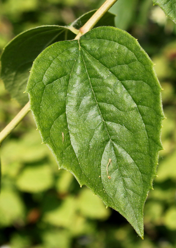 Image of Philadelphus coronarius specimen.