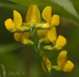 Lathyrus pratensis