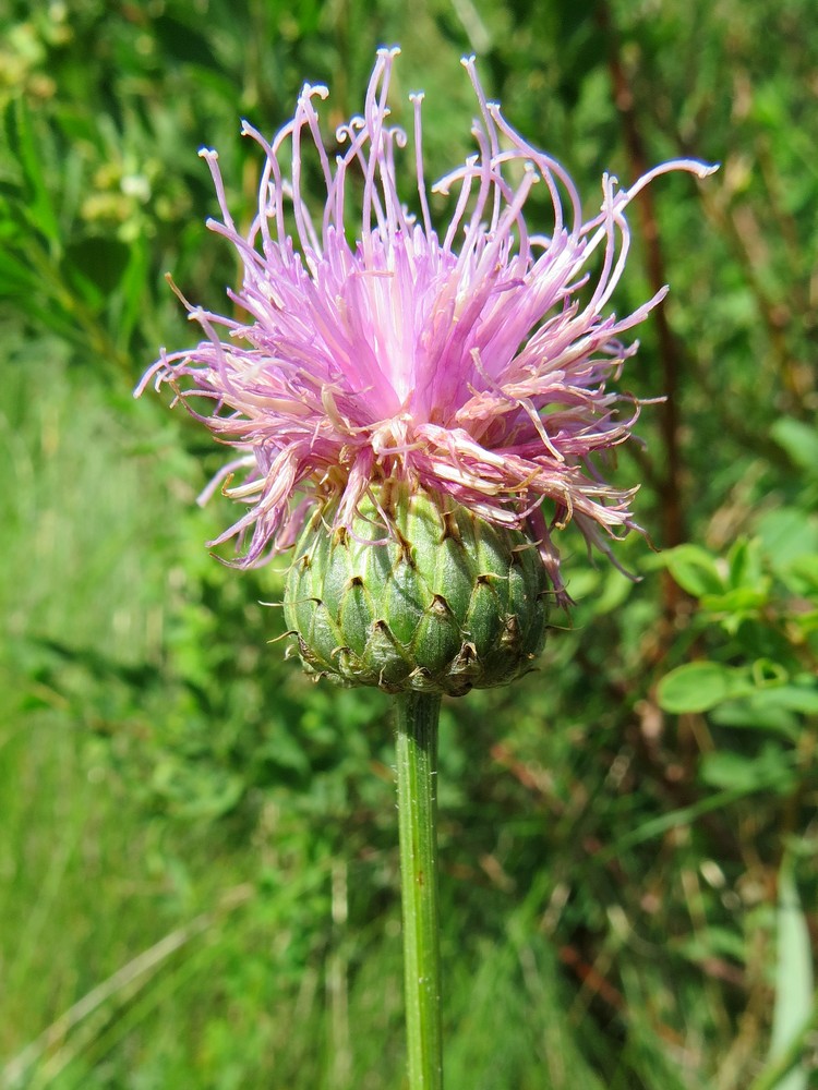 Image of Klasea marginata specimen.