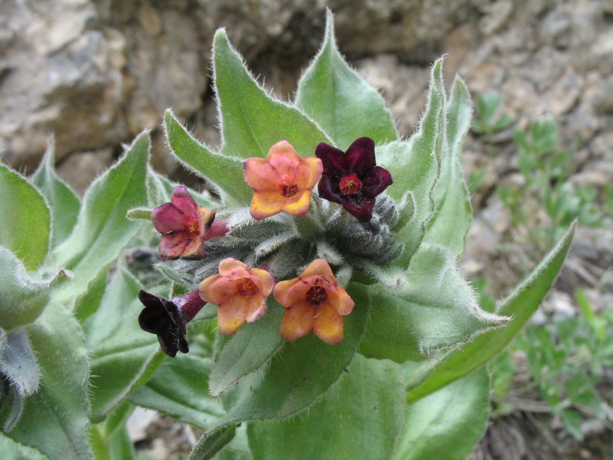 Image of Macrotomia ugamensis specimen.