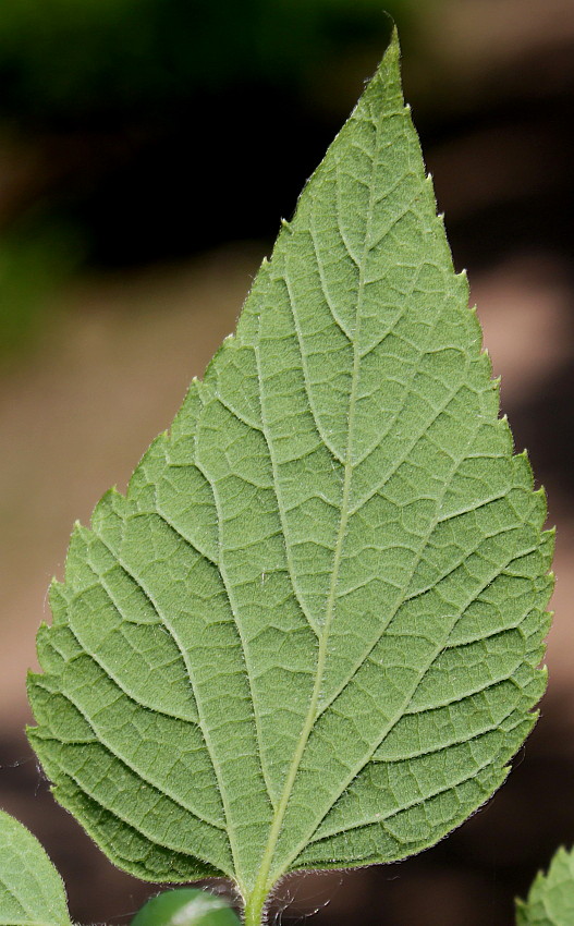 Image of Celtis biondii specimen.