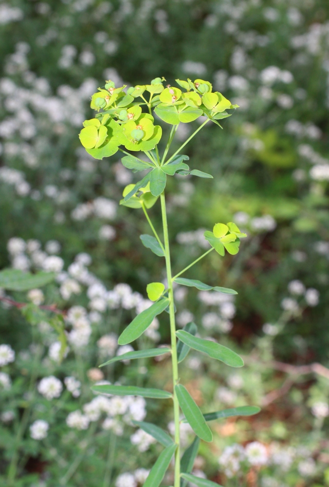 Image of Euphorbia virgata specimen.