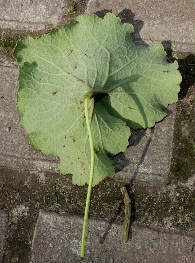 Image of Campanula alliariifolia specimen.