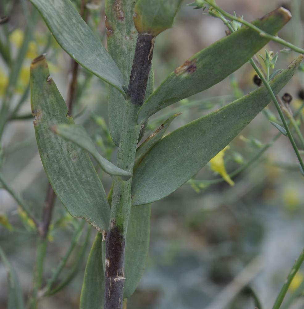 Image of Linaria genistifolia specimen.