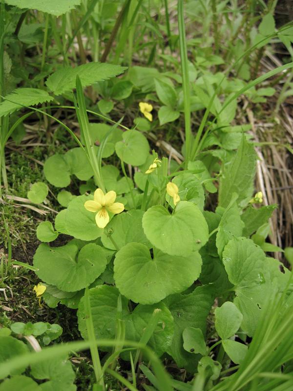 Image of Viola crassa specimen.