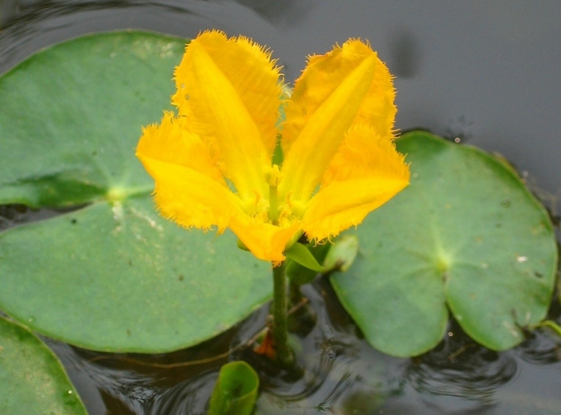 Image of Nymphoides peltata specimen.