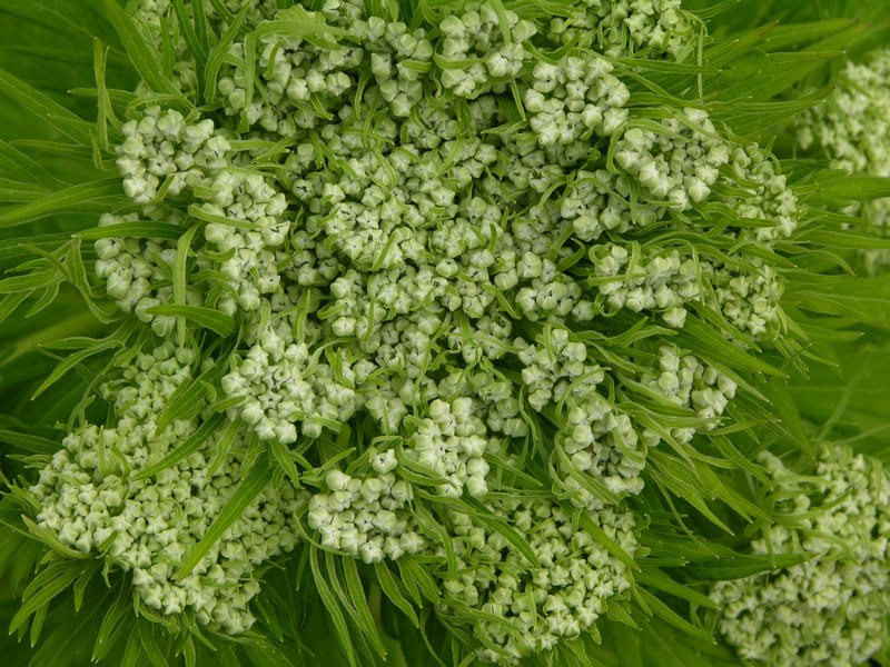 Image of Pleurospermum uralense specimen.