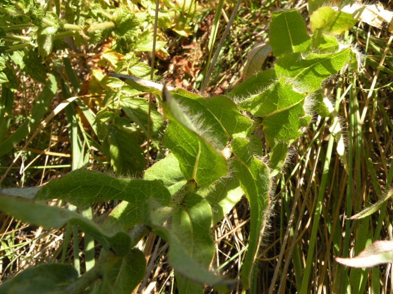 Image of Hieracium virosum specimen.