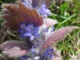 Ajuga orientalis. Цветки и прицветные листья. Ставропольский край, Благодарненский р-н, окр. с. Шишкино. 14.04.2008.