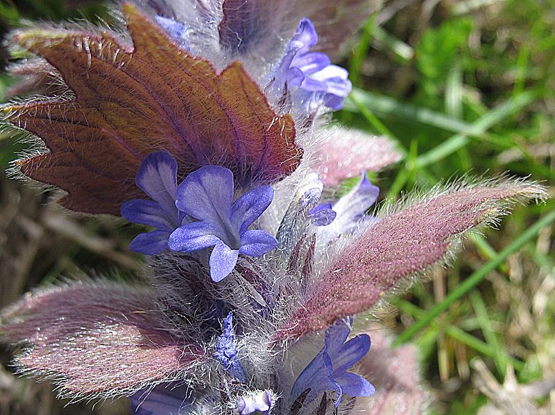 Image of Ajuga orientalis specimen.