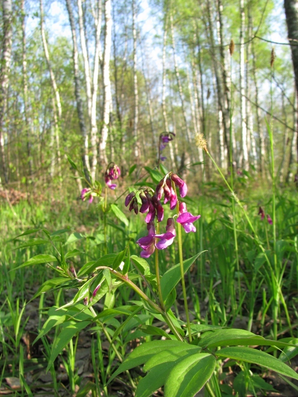 Image of Lathyrus vernus specimen.