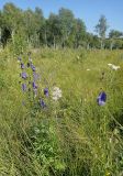 Aconitum baicalense. Цветущее растение. Иркутская обл., Иркутский р-н, окр. дер. Позднякова, заболоченный луг с редкими кустарниками. 29.07.2014.