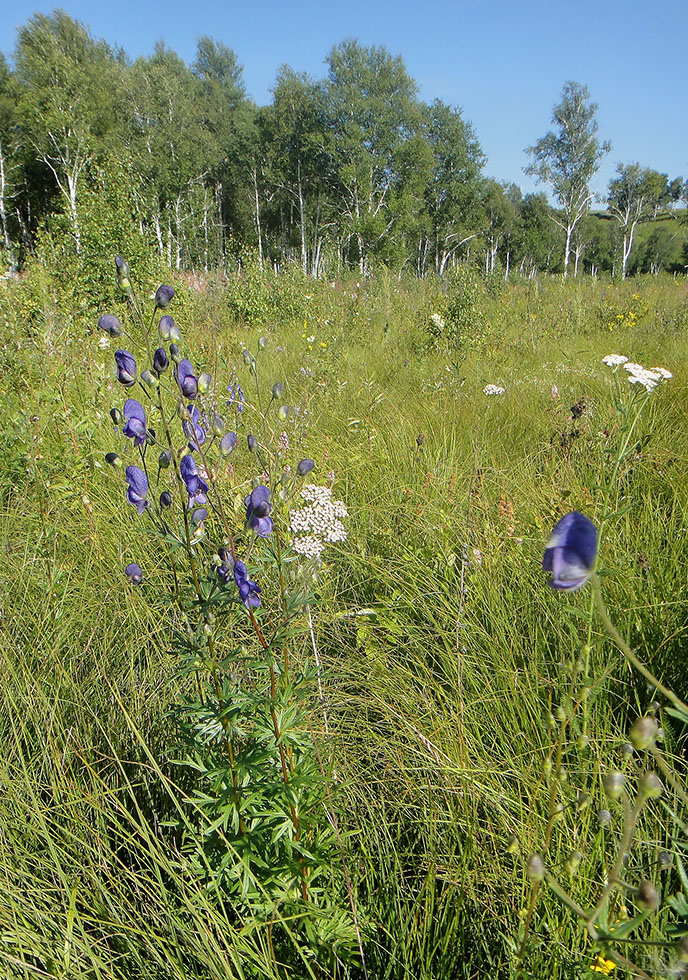 Image of Aconitum baicalense specimen.