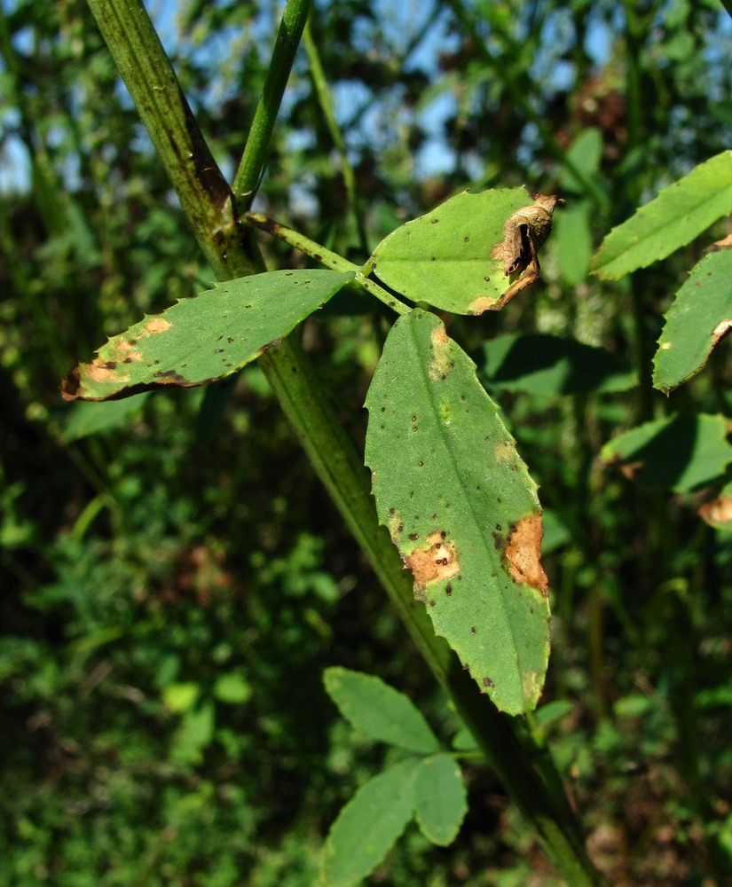 Изображение особи Melilotus albus.