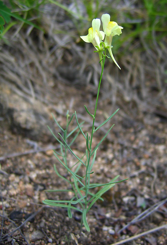 Image of Linaria altaica specimen.