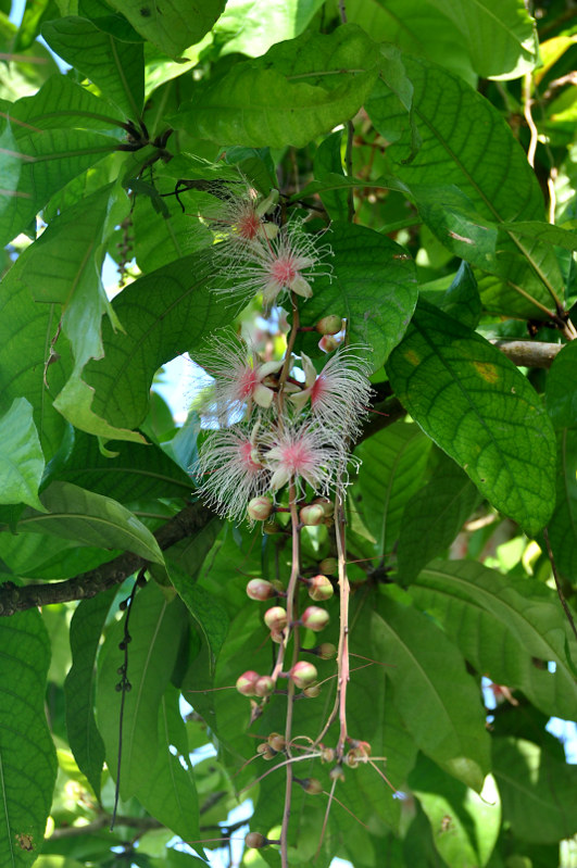 Image of Barringtonia racemosa specimen.