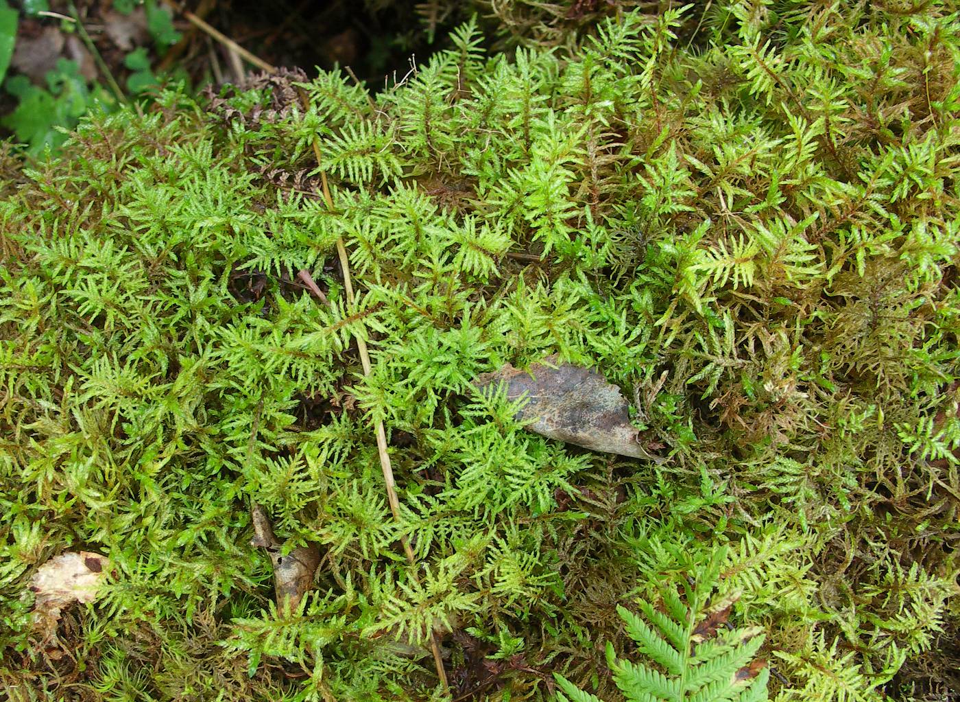 Image of Hylocomium splendens specimen.