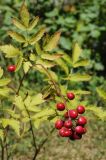 Actaea rubra