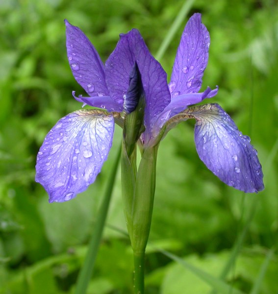 Image of Iris typhifolia specimen.