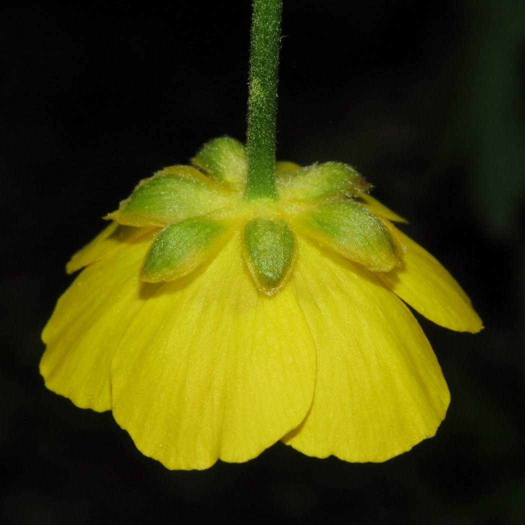 Изображение особи Ranunculus cassubicus.